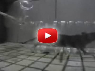 Ako spraviť pascu na myši z PET fľaše
